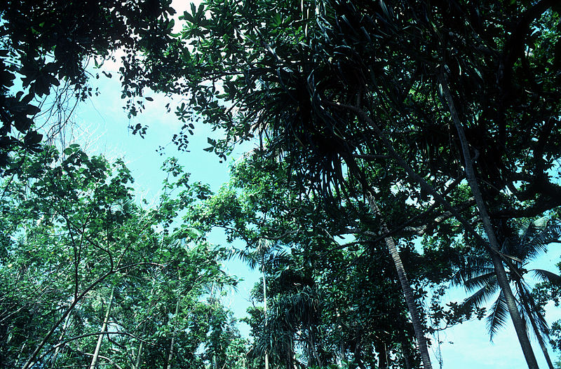File:CSIRO ScienceImage 2093 Tropical Foliage.jpg