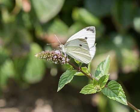 Pieris rapae (cabbage white), Bellevue Sobriety Garden