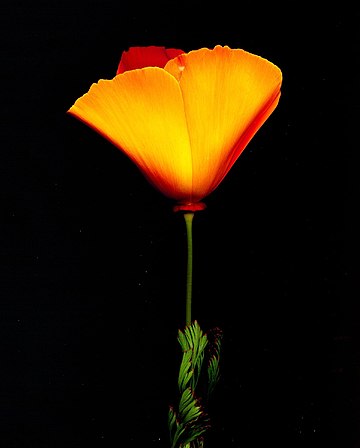 Eschscholzia