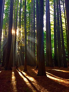 Redwoods of the Otway Ranges