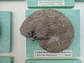 en:Calliphylloceras ponticuli (Rousseau), en:Barremian, en:Brestak (Coll. St. Breskovski) at the en:Sofia University "St. Kliment Ohridski" Museum of Paleontology and Historical Geology