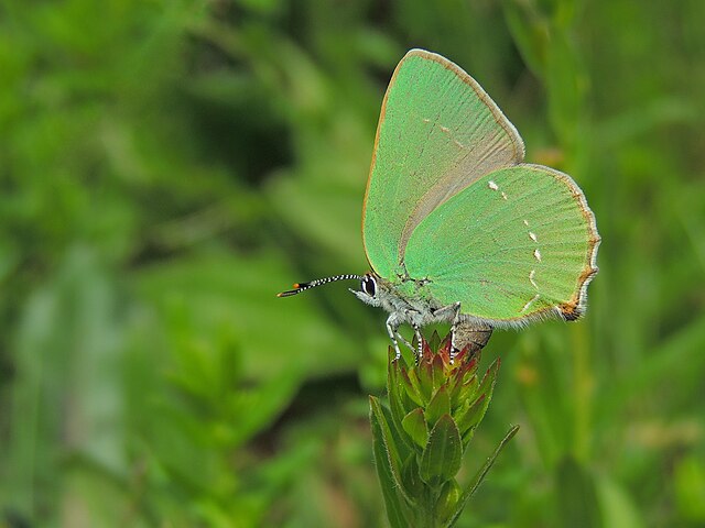 Sưu tập Bộ cánh vảy 3 - Page 28 640px-Callophrys_rubi_%2834525148421%29