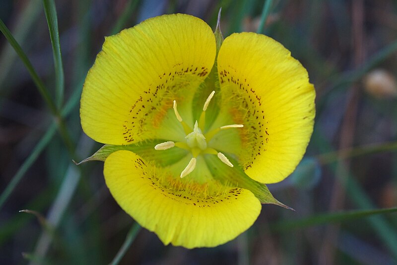 File:Calochortus luteus MtTam.jpg