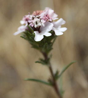 <i>Calycadenia multiglandulosa</i> Species of flowering plant