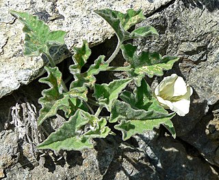 <i>Calystegia collina</i> Species of morning glory