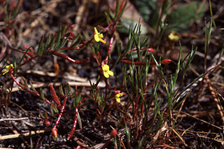 <i>Camissonia strigulosa</i> Species of flowering plant