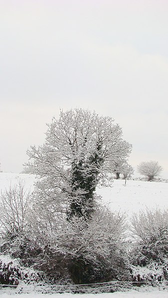 File:Campagne sous la neige.jpg