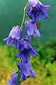 Campanula barbata