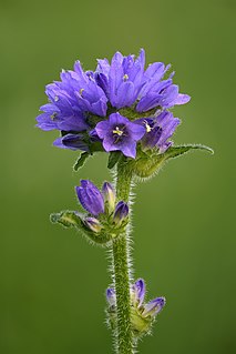 <i>Campanula cervicaria</i> species of plant