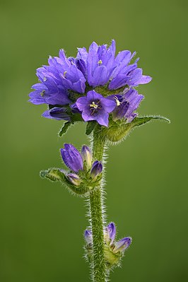 Bristly bellflower