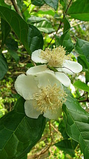 <i>Campomanesia ilhoensis</i> Species of flowering plant
