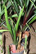 Canistropsis elata - Botanischer Garten - Heidelberg, Germany - DSC01249.jpg