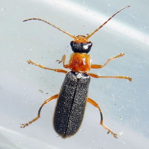 File:Cantharis lateralis 85974126.jpg