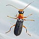 Cantharis lateralis 85974126.jpg