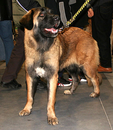 Cane della Serra da Estrela