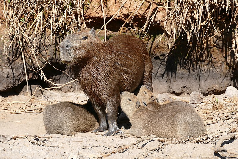 File:Capybaras (Hydrochoerus hydrochaeris) female and youngs ... (28630908701).jpg