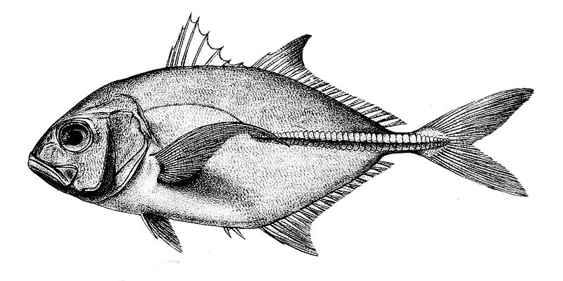 File:Caranx carangius Ford 50.jpg