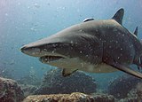 A living Carcharias sand tiger shark Carcharias taurus.jpg