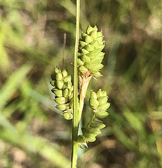 <i>Carex hirsutella</i> Species of grass-like plant