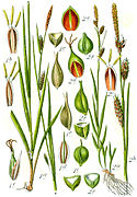 Carex spp Sturm56.jpg