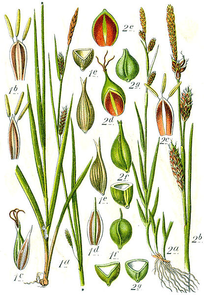 File:Carex spp Sturm56.jpg