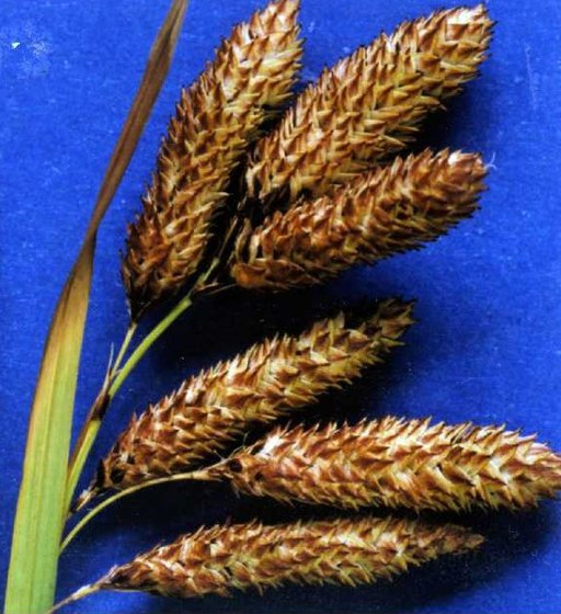 Carexmertensii