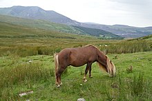 Carneddau pony Carneddau pony.jpg