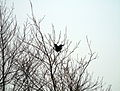 Carrion crow on branch facing Severn Estuary
