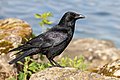 * Nomination A carrion crow (Corvus corone) on a rock in Gennevilliers, France. --Alexis Lours 15:39, 8 June 2022 (UTC) * Promotion  Support Very good quality. --Steindy 17:40, 8 June 2022 (UTC)