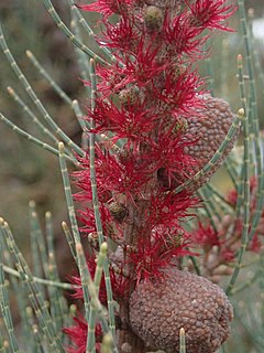 <i>Allocasuarina humilis</i> species of plant