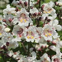 Catalpa bignonioides, katalpa