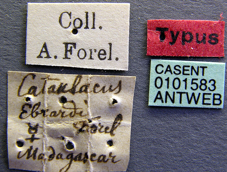 File:Cataulacus ebrardi casent0101583 label 1.jpg