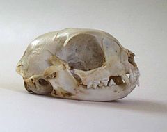 Un crâne de chat