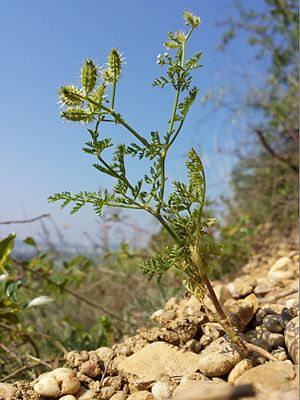 Carrot umbel (Caucalis platycarpos)