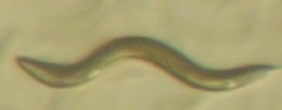 Caenorhabditis elegans (Rhabditia: Rhabditidae)