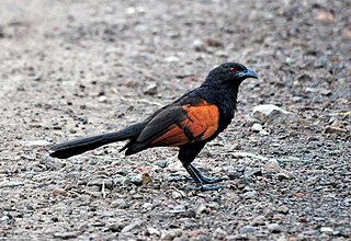 <span class="mw-page-title-main">Sunda coucal</span> Species of bird