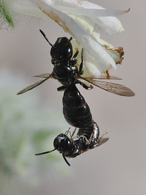 Ceratina cucurbitina when mating