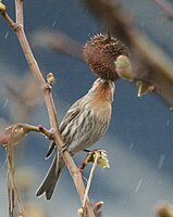 A house finch eating London plane seeds in Seattle