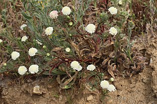 Chaenactis fremontii