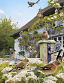 Chaffinch from the Crossley ID Guide Britain and Ireland.jpg