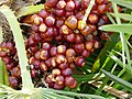 Frutti maturi di palma nana. Si noti una certa somiglianza con i datteri.