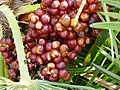 Chamaerops humilis - mature fruits