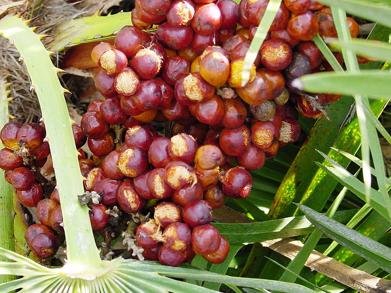 File:Chamaerops humilis (Zingaro)021.jpg