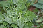 Thumbnail for Chenopodium suecicum