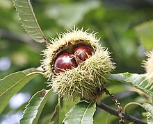 Sweet chestnut fruit