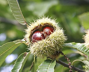 Sweet Chestnut: Species of plant