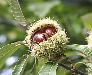 Gështenja E Butë: Prejardhja e emrit, Origjina e gështenjës, Histori