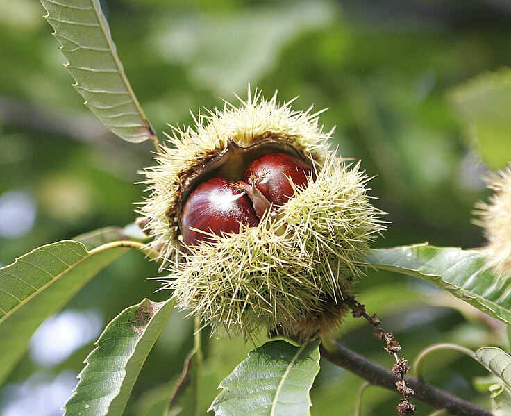 Plik:Chestnuts.jpg