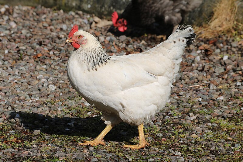 File:Chicken on the grounds of Melville Castle.jpg