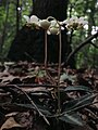 Chimaphila maculata - Spotted Wintergreen 2.jpg